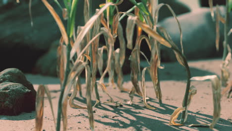 green-plant-at-sand-beach