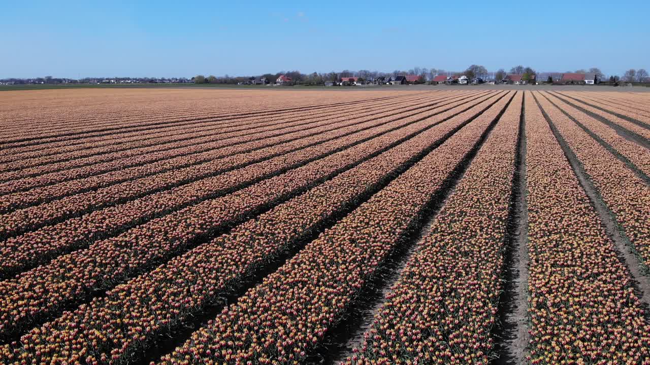 네덜란드 zuid-beijerland 주변 들판에 피는 튤립 - 공중 드론 샷