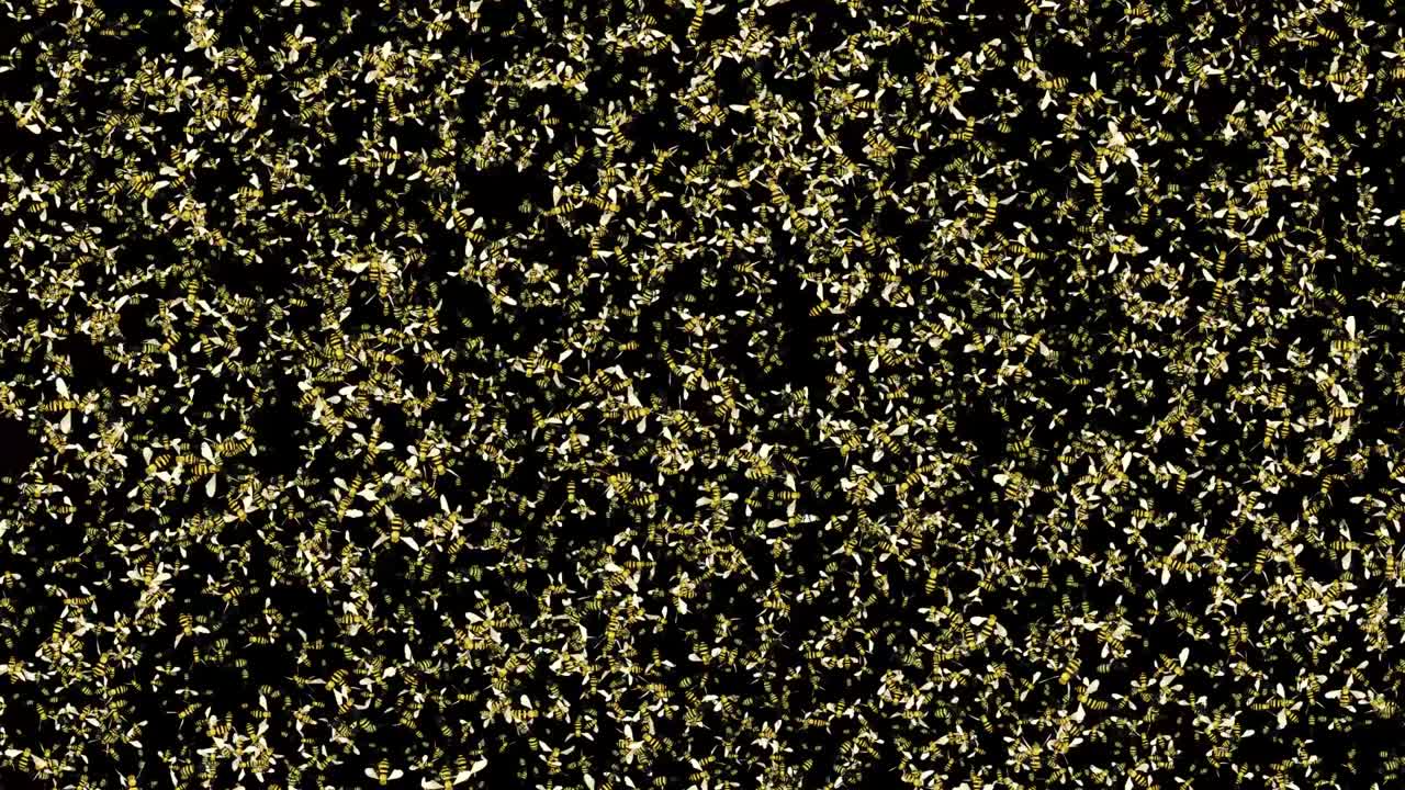 4K Loop Background of Bee insect flying in summer nature. Bee family of insects