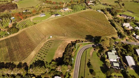aerial view of a big vineyard on waiheke island, new zealand.