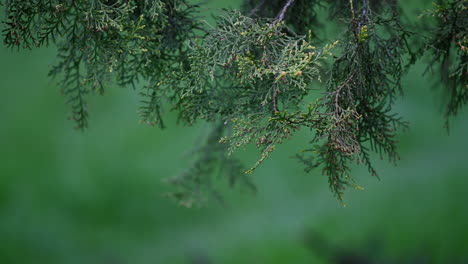 pine-tree-woods-macro-detail