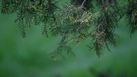 pine tree woods macro detail