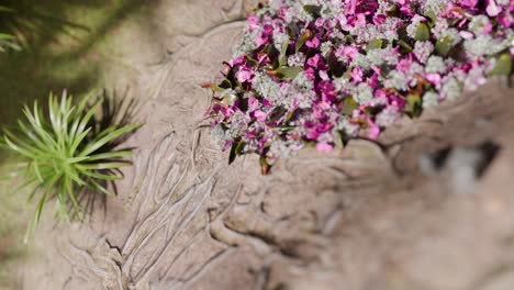 flores rosas y blancas en un suelo forestal