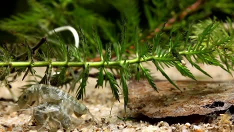 apareamiento y alimentación de camarones de agua dulce