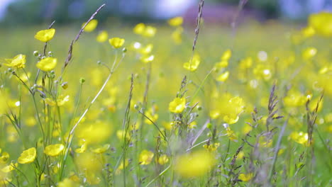 A-field-of-buttercup-flowers-moving-in-the-wind-on-a-sunny-summer-day