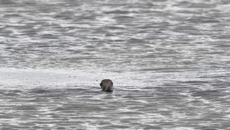 Redshank-foraging-in-water-at-coastline-walking-towards-seagull