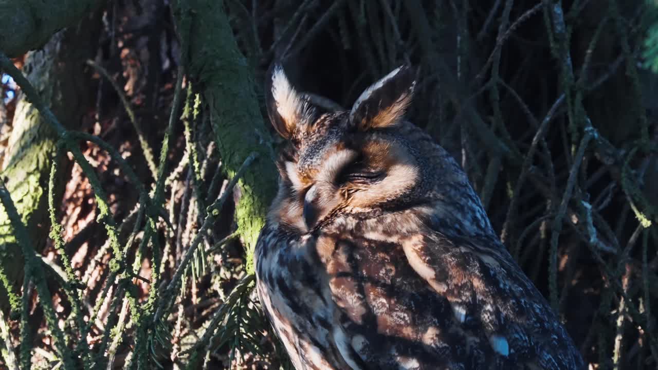 búho chico durmiendo en un árbol en un día soleado en veluwe, países bajos, de cerca