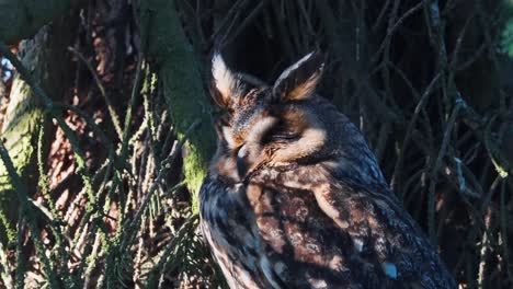 long-eared owl sleeping on a tree on a sunny day in veluwe, netherlands, close up