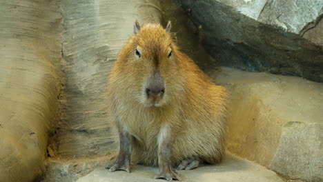 坐在石頭上 的 capybara