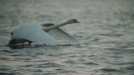 beautiful white mute swan takes off for flight in lake at dusk, slow motion, tracking shot