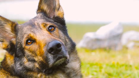 cute wolf dog moving head towards camera in a mountain landscape