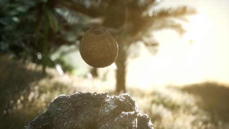 extreme slow motion falling coconut in jungle