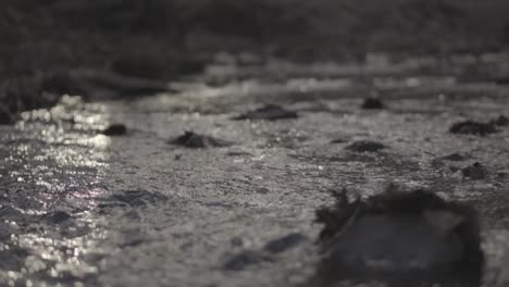 close up of stream flowing in slow motion over rocks and leaves at sunset