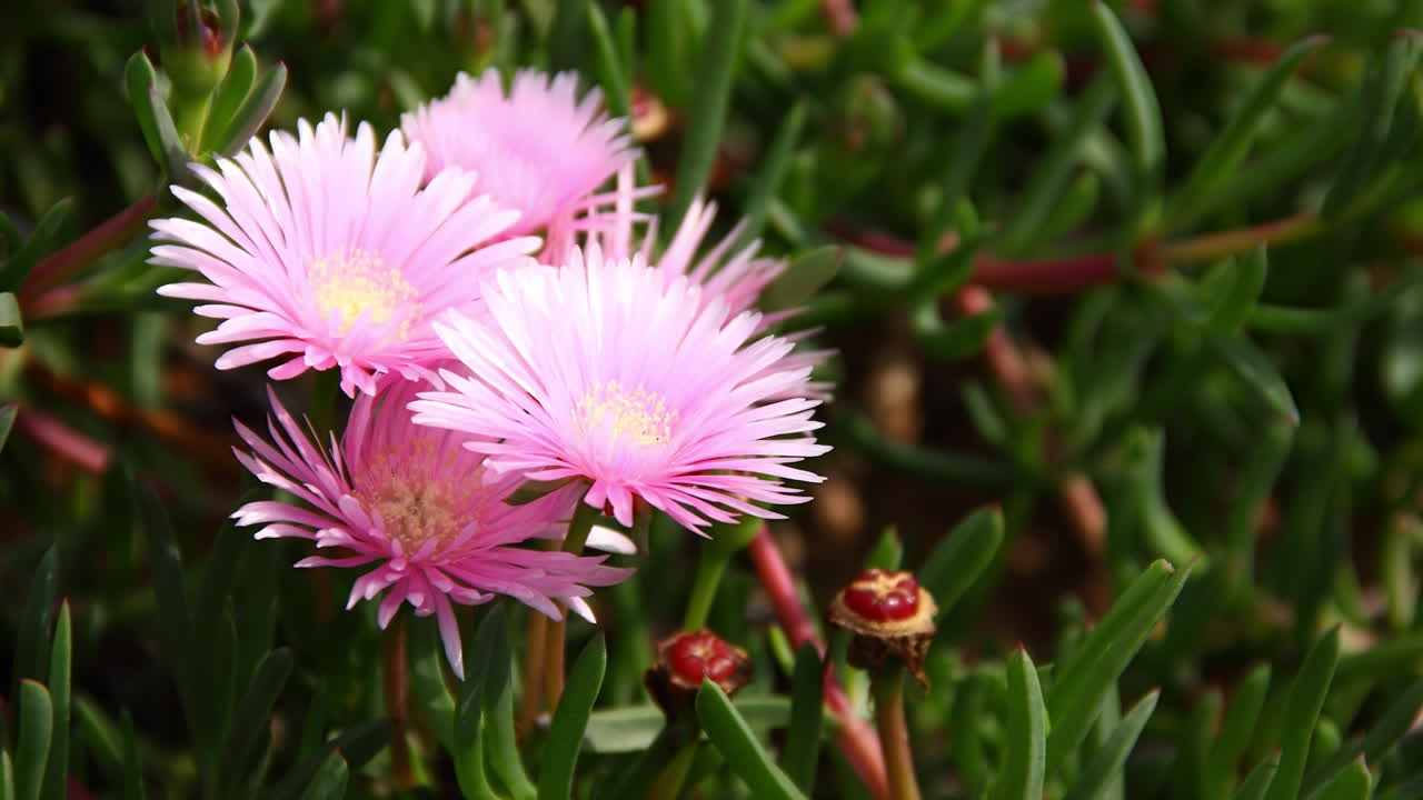 Timelapse lento e ciclico di fiori di Pianta del Ghiaccio Rosa che si aprono all'alba con fogliame verde