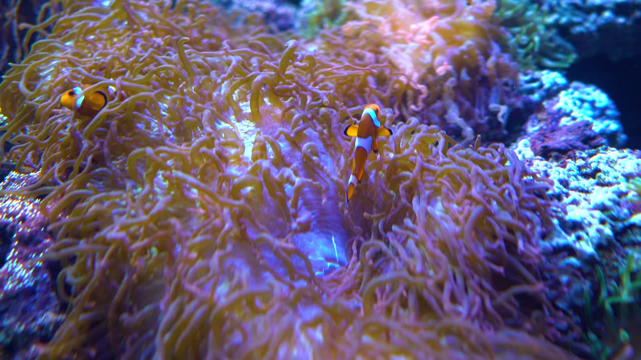 Pesce anemone