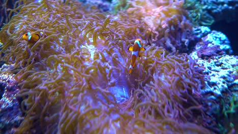 anemonefish