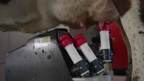 teat cups of milking machine detaches from the udders of the cow