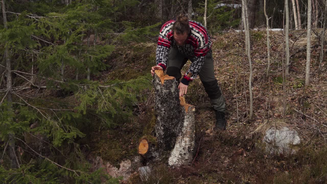 persona chequeando un tronco de árbol con savia en el bosque