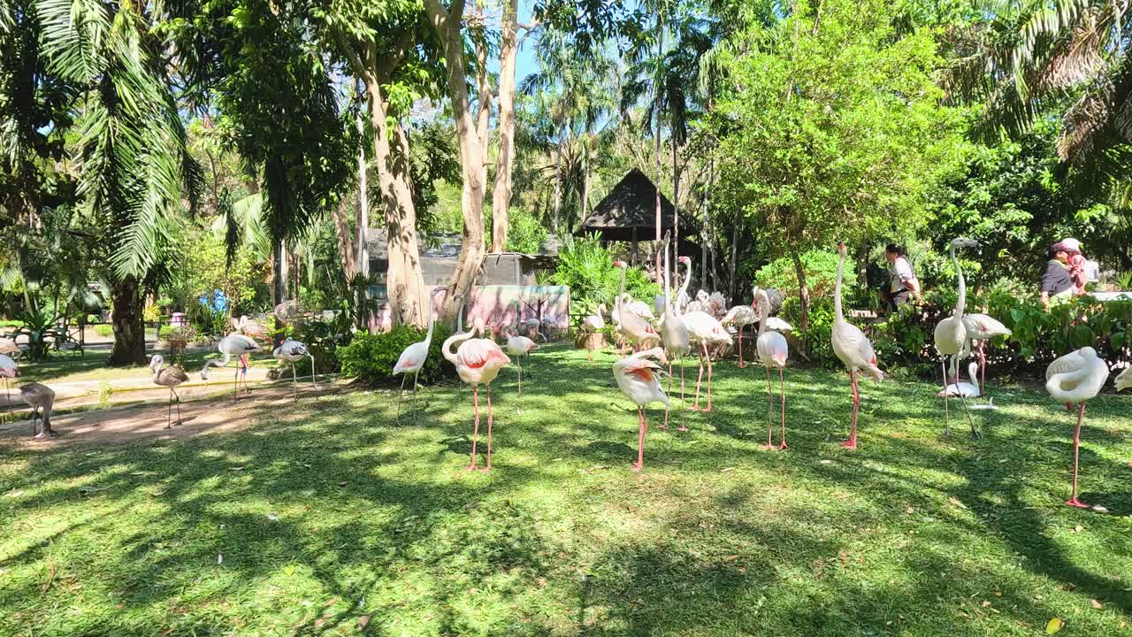 푸른 환경 에서 상호 작용 하는 플라밍고 들