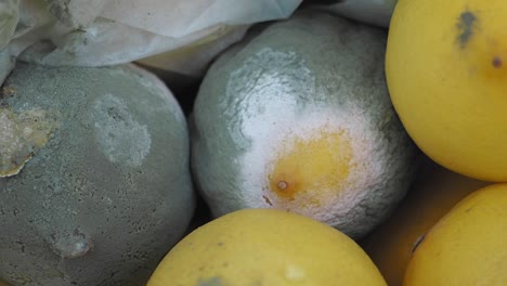 un primer plano de limones mohosos
