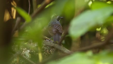 el pájaro músico wren se ve posado dentro de un arbusto y salta lejos.