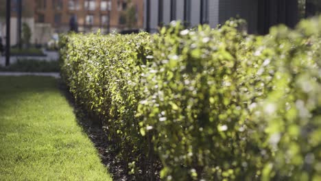 green hedge in a garden