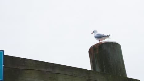 gaviota encaramada en un gran poste de madera en un día soleado