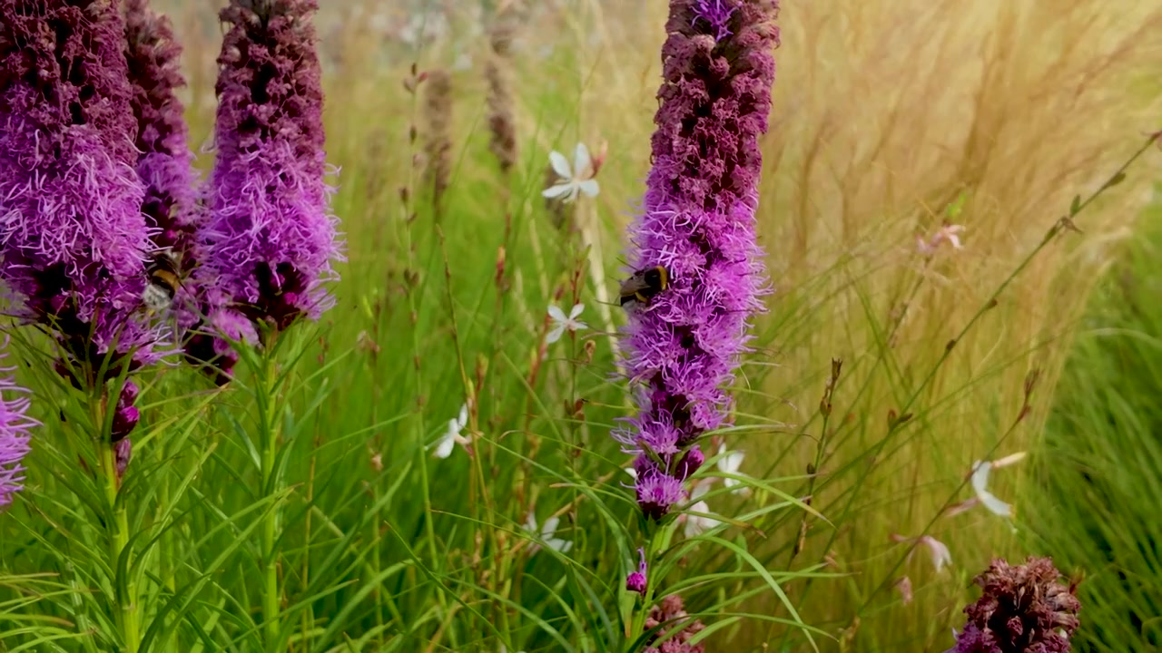 Güneşli bir çayırda canlı mor Liatris spicata çiçeklerinden nektar toplayan bir yaban arısı. Sürdürülebilirlik, biyoçeşitlilik ve çevre dostu doğa içeriği için idealdir.