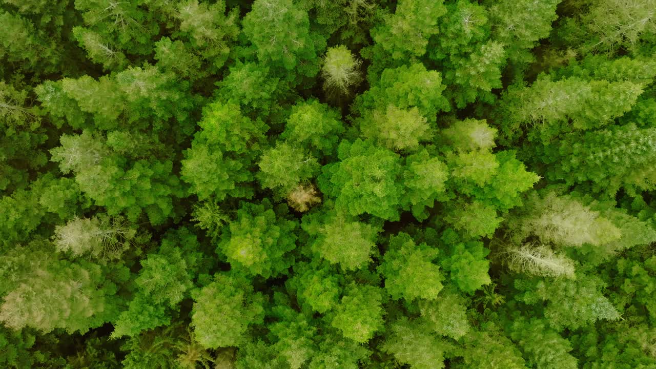 Vertical drone shot, moving slowly upward, of pine trees seen from above and from a low height which makes the perspective somewhat unusual