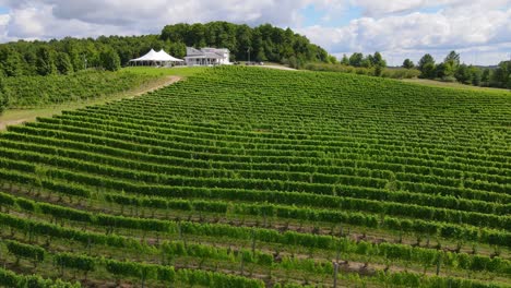 green grape plant lines and buildings of winery, aerial drone view