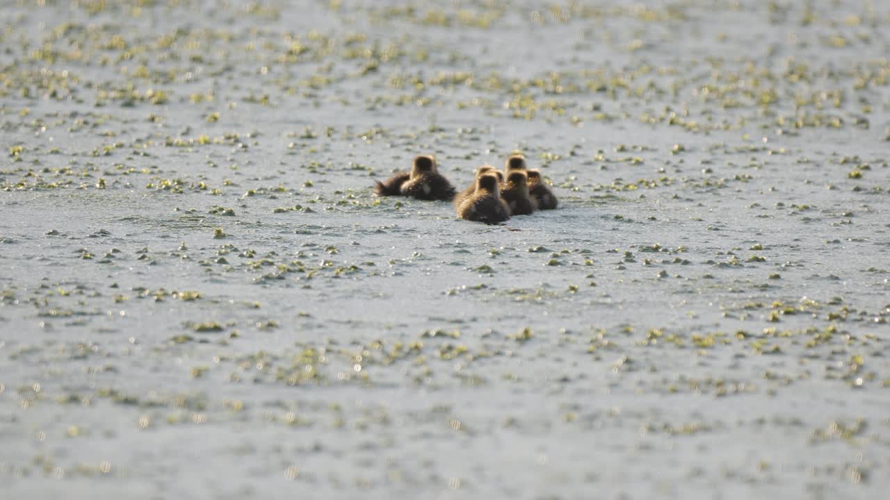 작은 말라드 오리 새끼들이 두꺼운 녹색 해조류 물 속에서 느린 속도로 헤엄치고 있습니다.