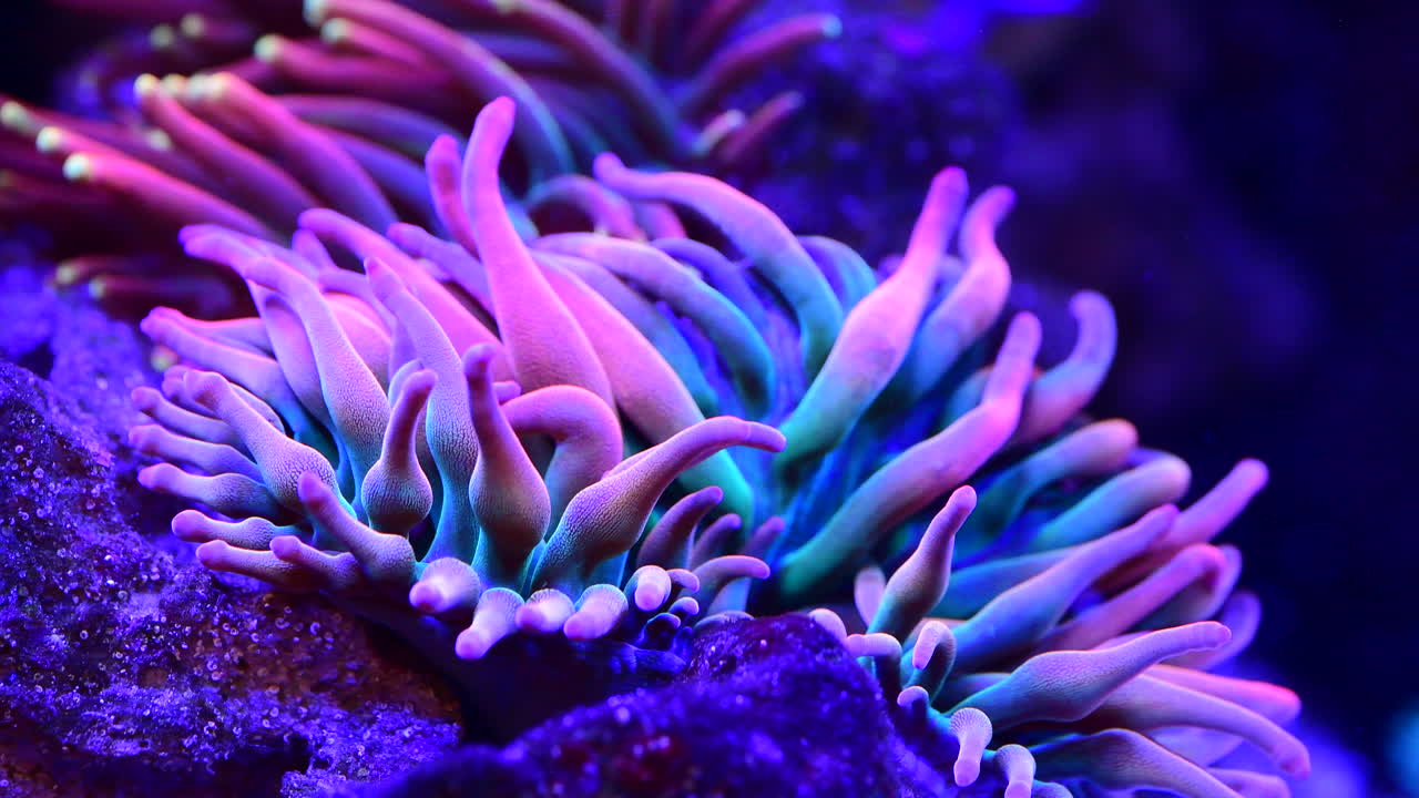 así que aquí es donde nemo desaparece.