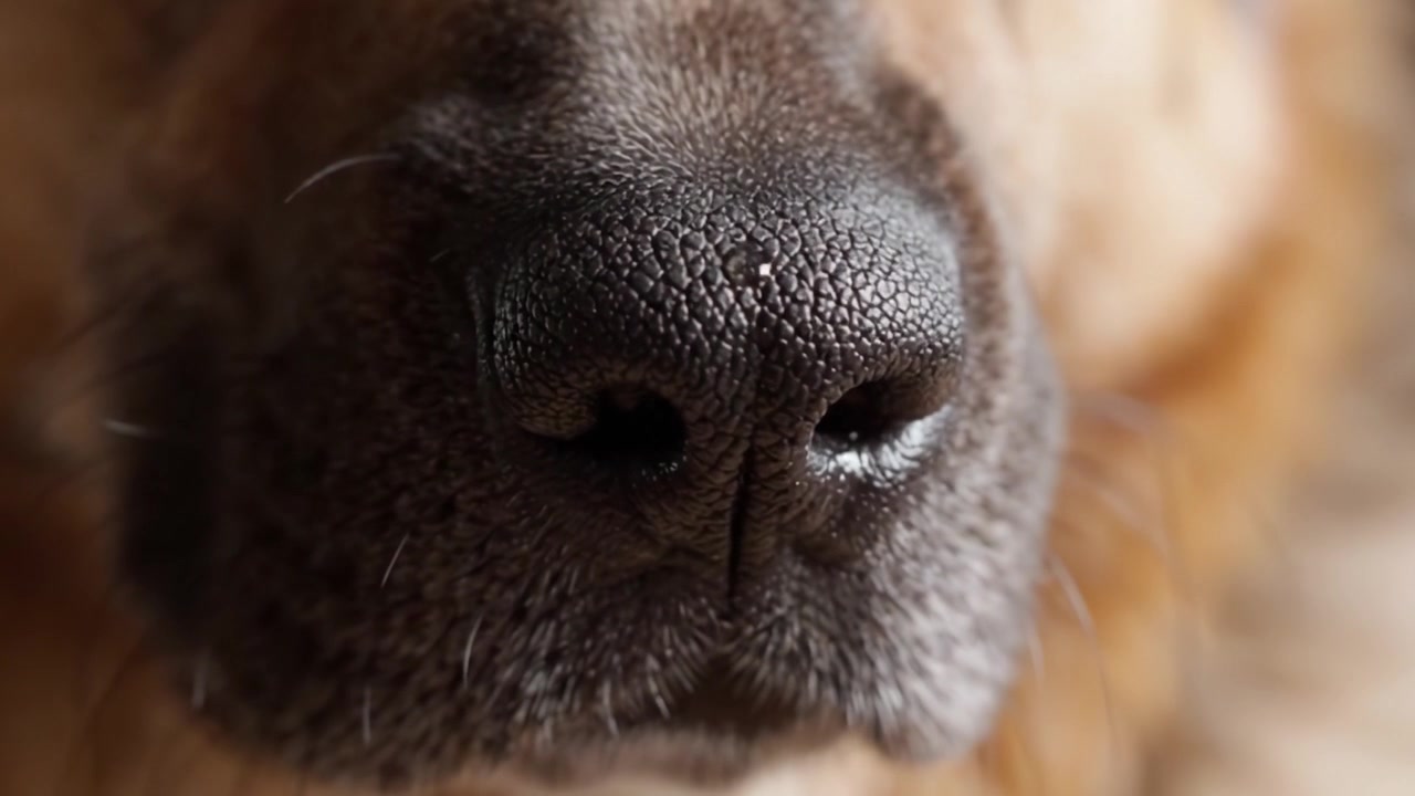Vista de cerca de la nariz de un perro, mostrando su textura detallada y características únicas en dos tomas enmarcadas, capturando la esencia de la fisiología canina.