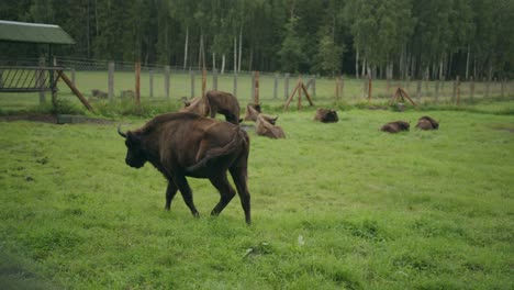 woodland bison walks away across field enclosure towards farm herd