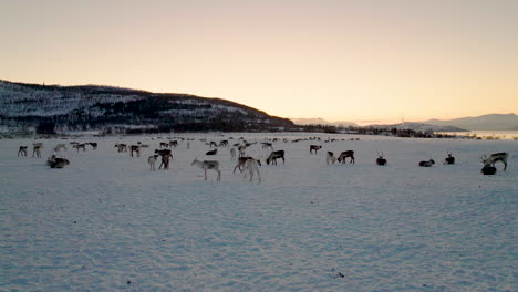 Rentierherde-Versammelte-Sich-Im-Morgengrauen-Auf-Der-Verschneiten-Borealen-Norwegischen-Landschaft