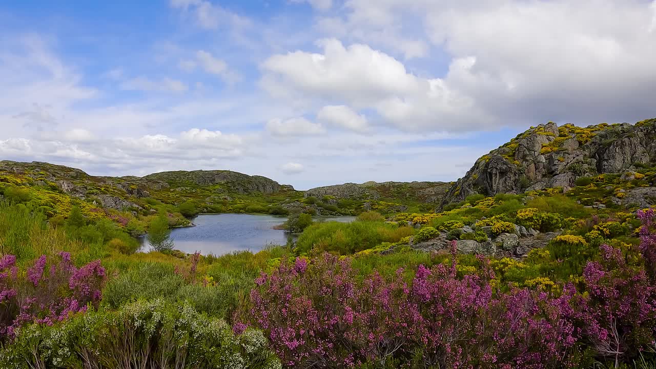 vista de bajo ángulo de un hermoso estanque de lago impresionante rodeado de flores silvestres españolas, zamora