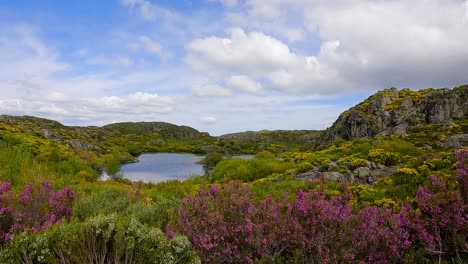 low angle view of beautiful stunning lake pond surrounded by spanish wildflowers, zamora