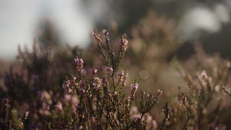 beautiful blossoming heather bush backlit by the morning sun