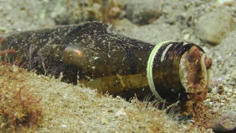 Poison-ocellate-aka-single-ringed-octopus-appears-from-inside-a-bottle-lying-on-the-ocean-floor,-Uses-tentacles-to-push-bottle-into-another-position-and-crawls-back-inside,-close-up-shot