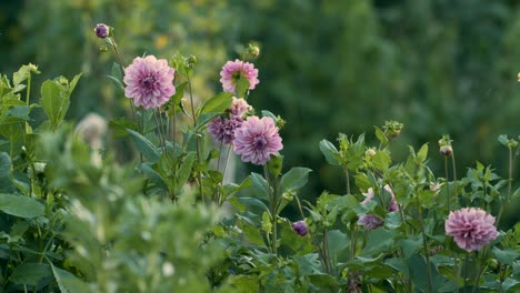 Row-with-pink-dahlia-flowers-in-garden-gentle-wind