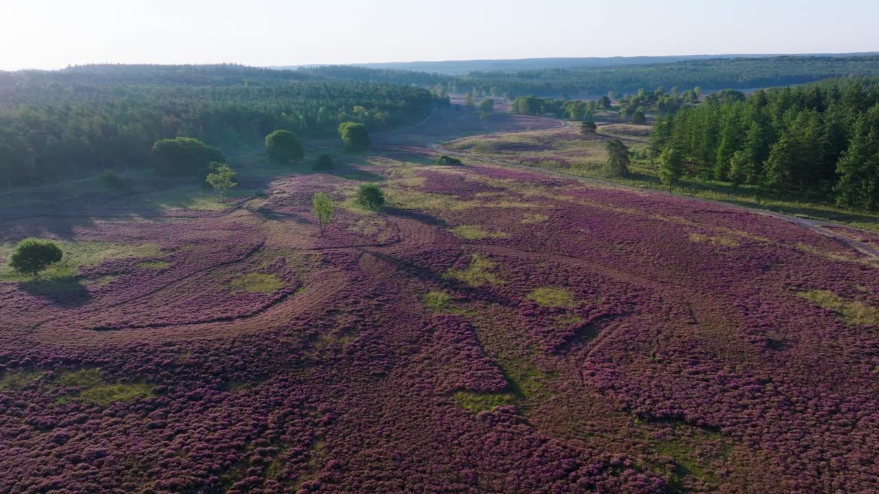 Aerial view of heathland with purple flowers, trees, and a road