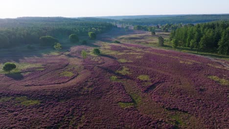 Aerial view of heathland with purple flowers, trees, and a road