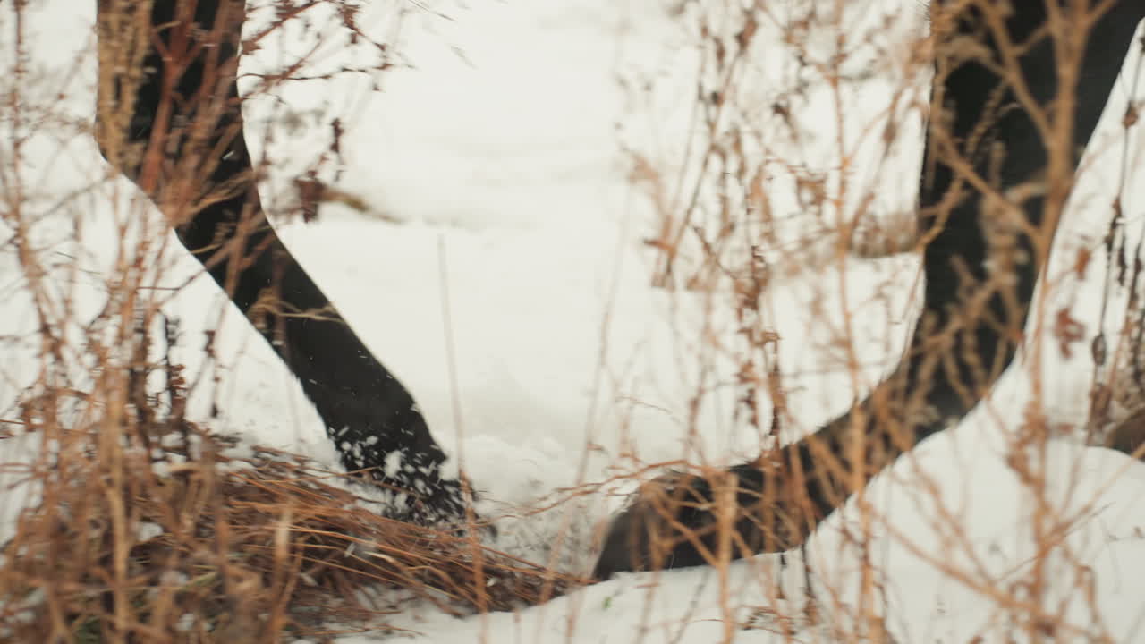 Cavalli camminano con grazia su pianure innevate durante l'inverno. Un cavallo nero si muove dolcemente nella neve durante i mesi freddi. La tranquilla bellezza dell'inverno è messa in risalto dai cavalli che camminano attraverso campi aperti innevati.