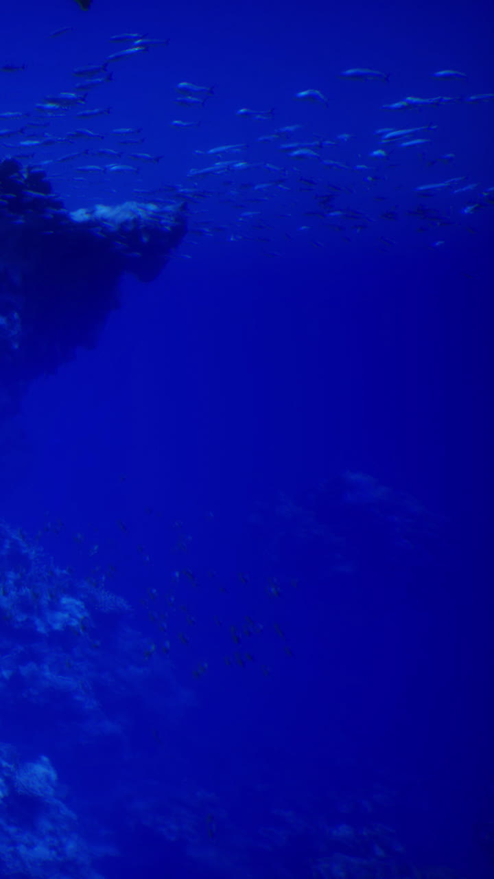Derin mavi denizde deniz yaşamını gösteren bir su altı sahnesi.