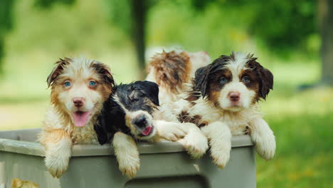 grappige puppy's zijn nat in de regen en gluren uit de mand