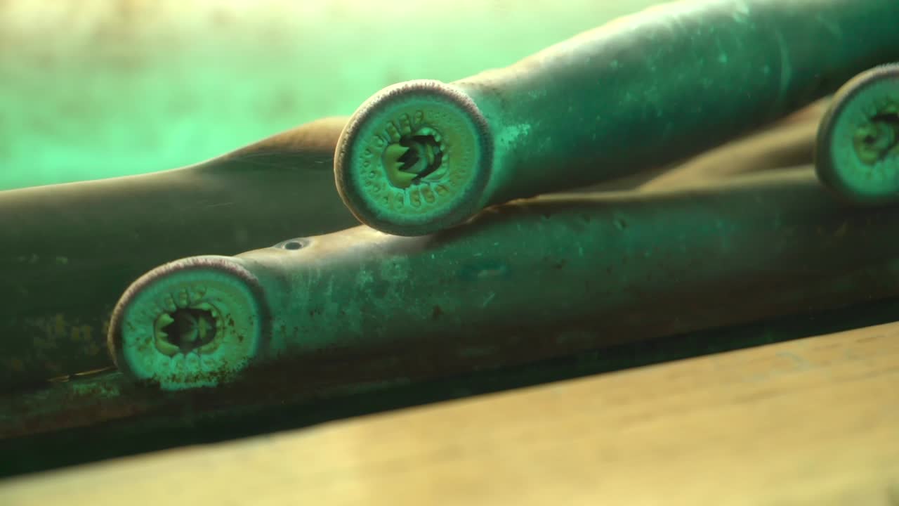 그들의 강한 빠는 입으로 유리에 매달려 수중 태평양 lampreys의 스톡 푸티지 비디오