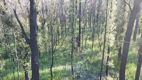 rising up drone footage of in the sunlight of recovering eucalypt trees one year after being burnt by wildfire near mallacoota, victoria, australia, december 2020