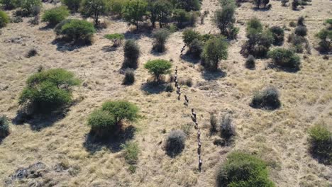 Aerial-Tracking-Shot,-Wildebeest-galloping-in-single-file-line-through-wilderness