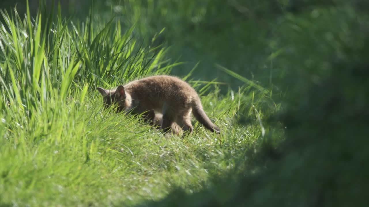Fox cub in the British countryside