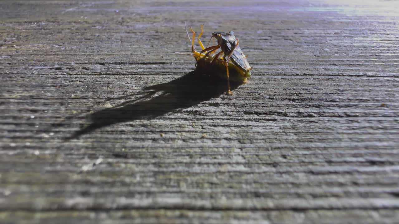 에스토니아의 오래된 나무 테이블 위에서 숲의 벌레 (pentatoma rufipes) 가 짓기를 하는 재미있는 행동.